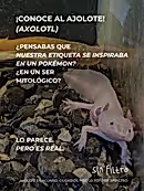 café de especialidad México notas caramelo frutos rojos